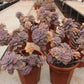Graptopetalum 'Snow-White' variegated Succulents TaoSucculent