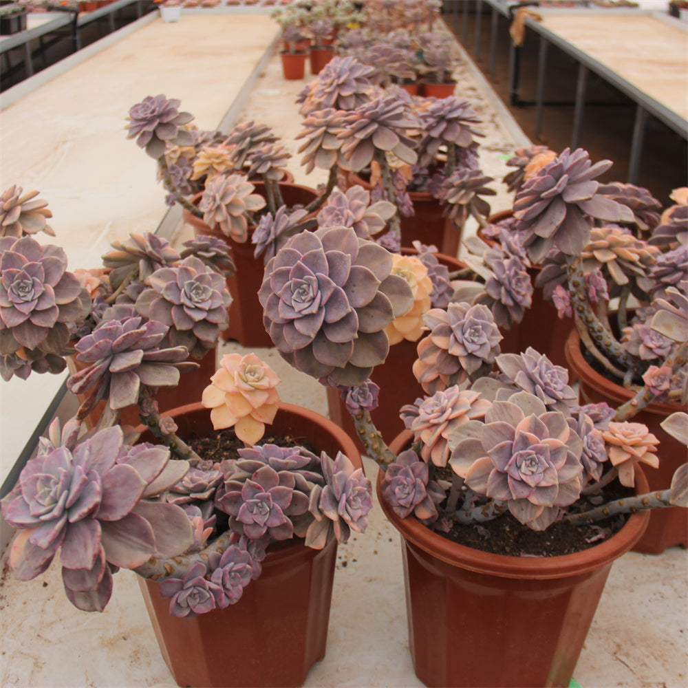 Graptopetalum 'Snow-White' variegated Succulents TaoSucculent