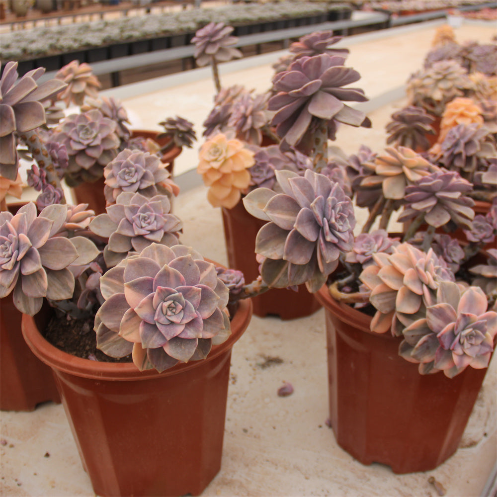 Graptopetalum 'Snow-White' variegated Succulents TaoSucculent