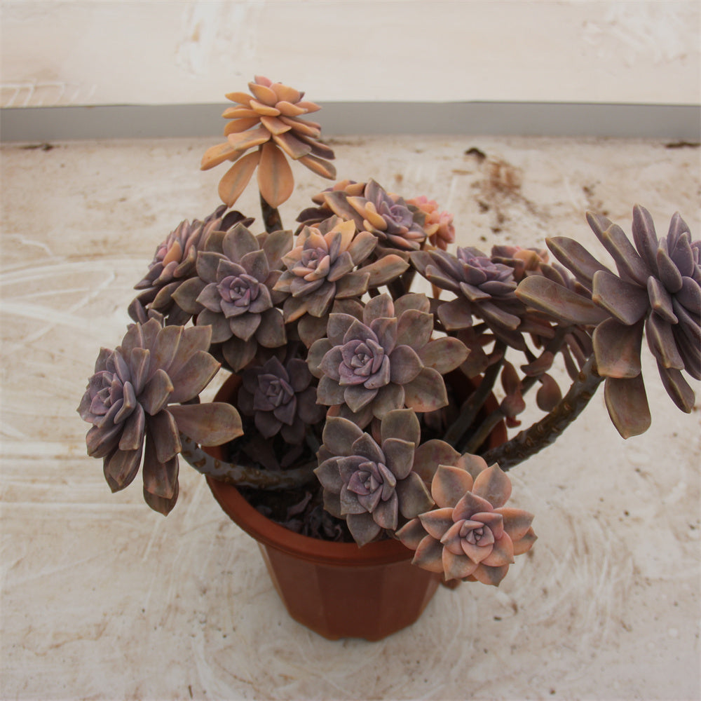 Graptopetalum 'Snow-White' variegated Succulents TaoSucculent