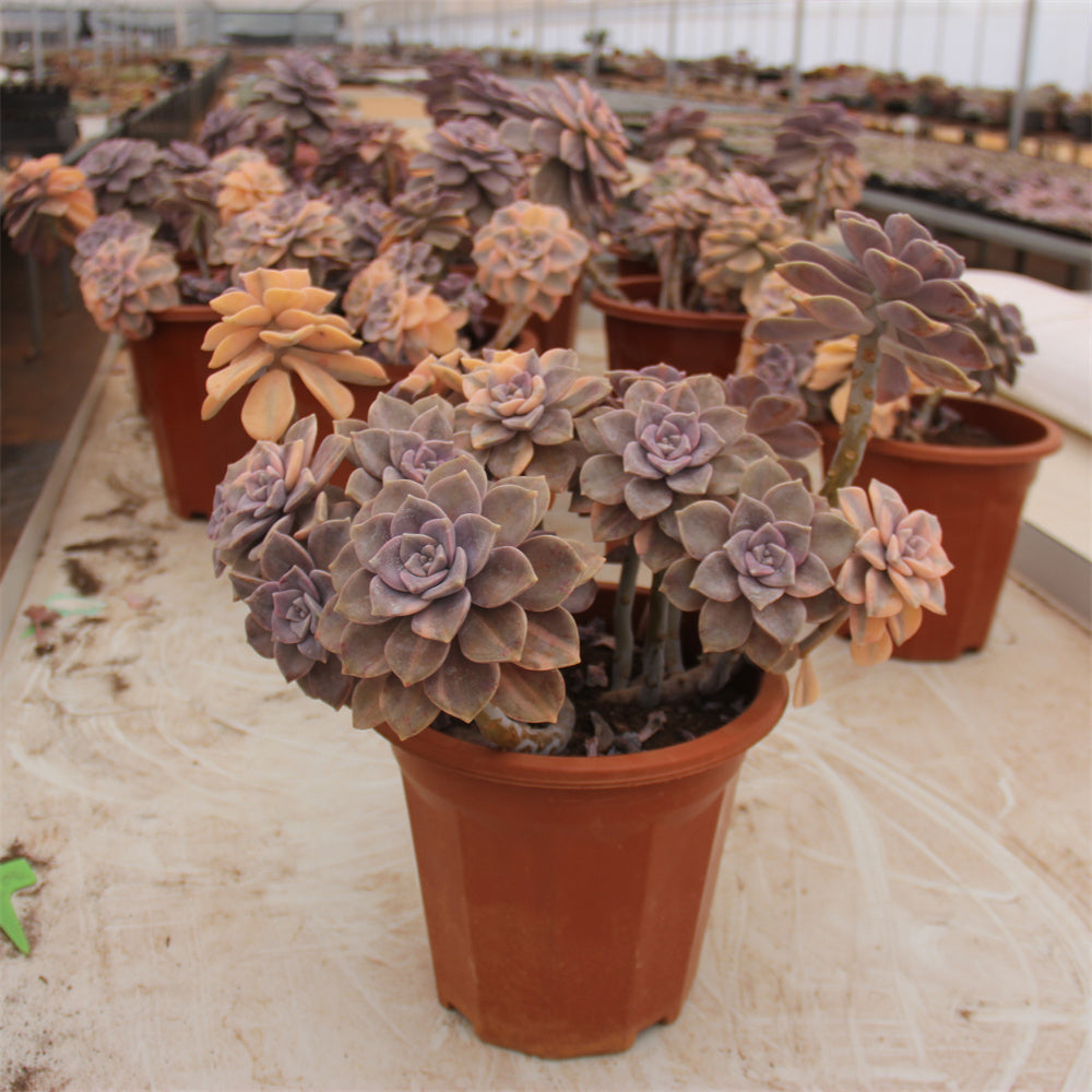 Graptopetalum 'Snow-White' variegated Succulents TaoSucculent