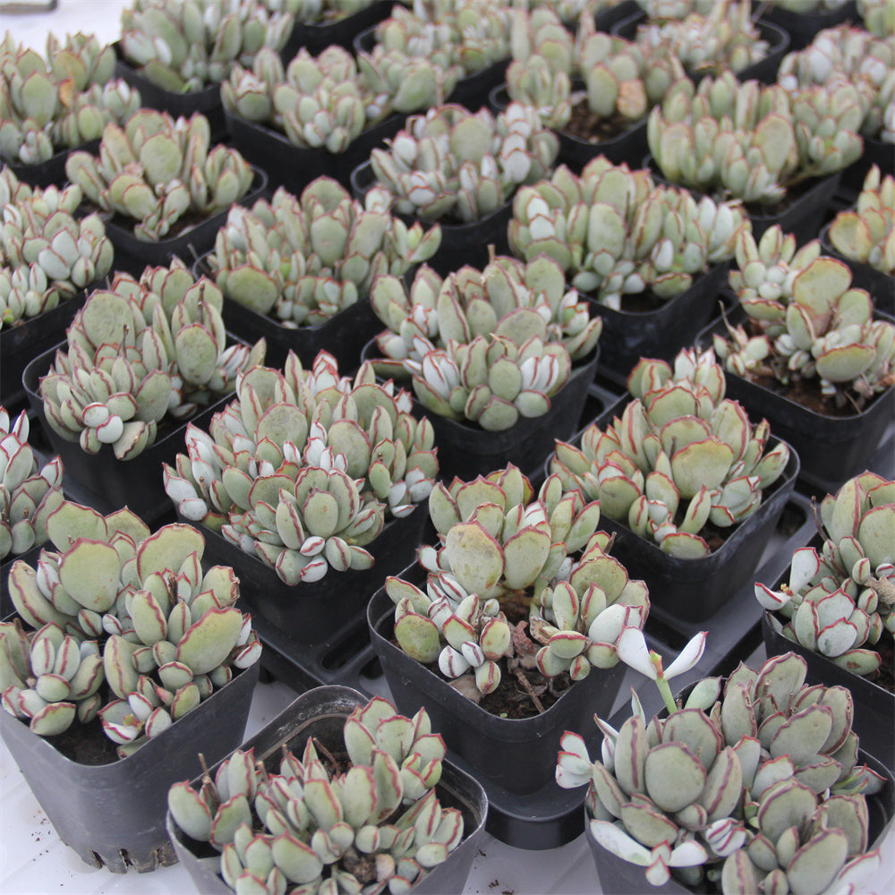 Cotyledon 'Choco Line' Succulents TaoSucculent