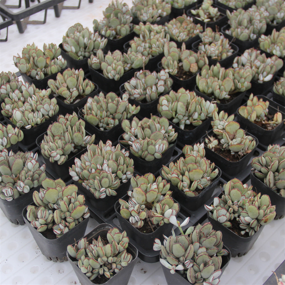 Cotyledon 'Choco Line' Succulents TaoSucculent