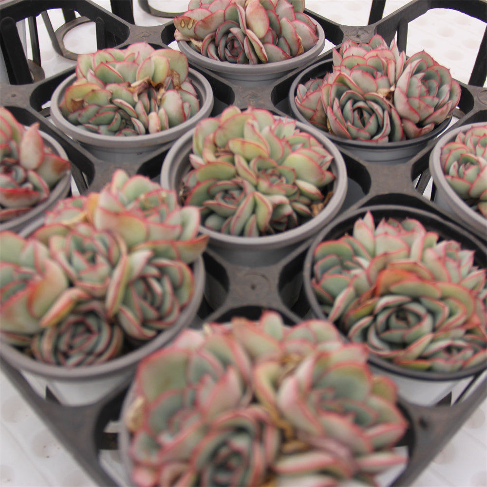 Echeveria Morning Beauty Succulents TaoSucculent