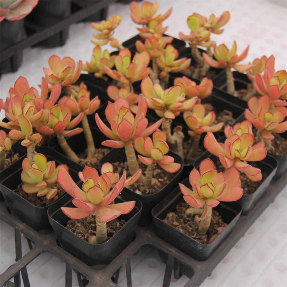 Cotyledon Beer Succulents TaoSucculent