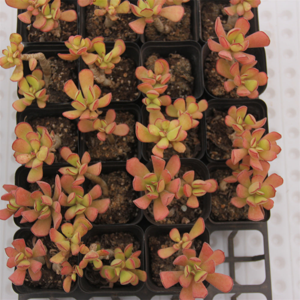 Cotyledon Beer Succulents TaoSucculent