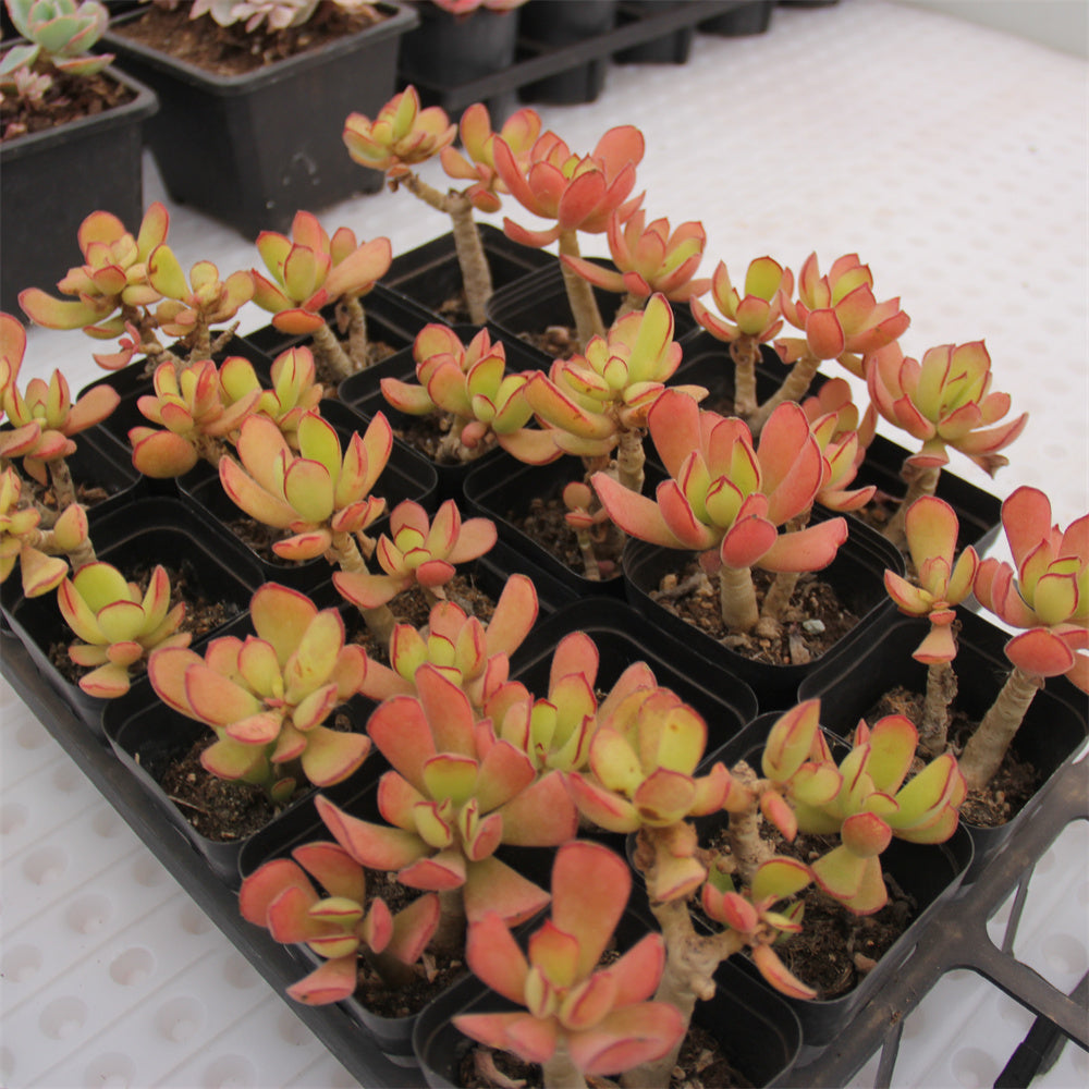 Cotyledon Beer Succulents TaoSucculent