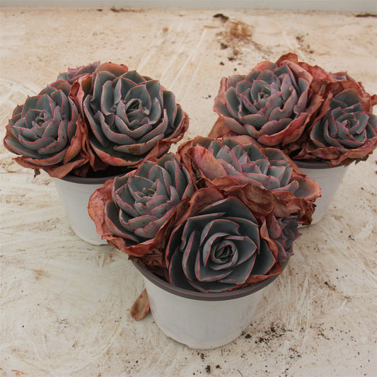 Echeveria 'Da Vinci code' Succulents TaoSucculent