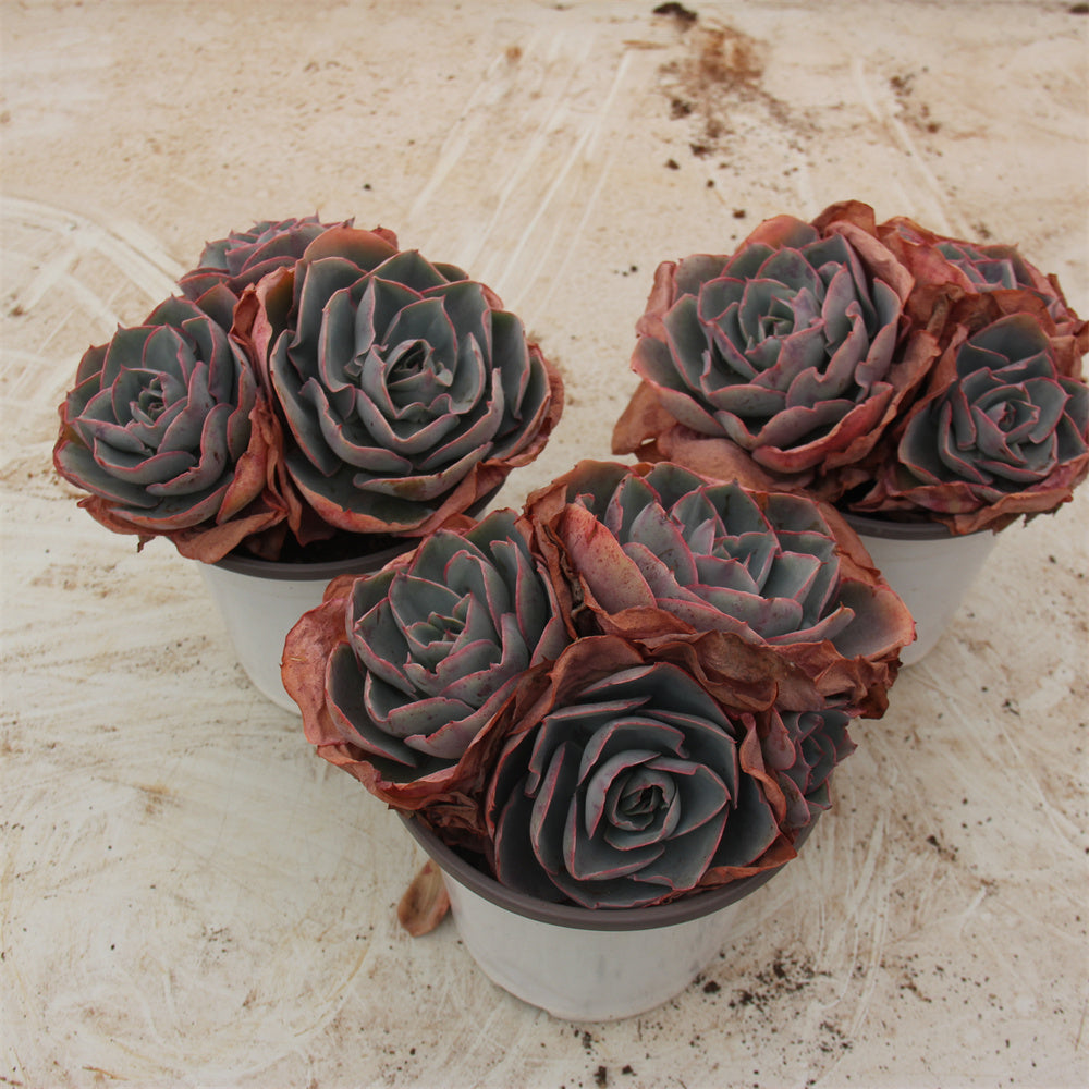 Echeveria 'Da Vinci code' Succulents TaoSucculent