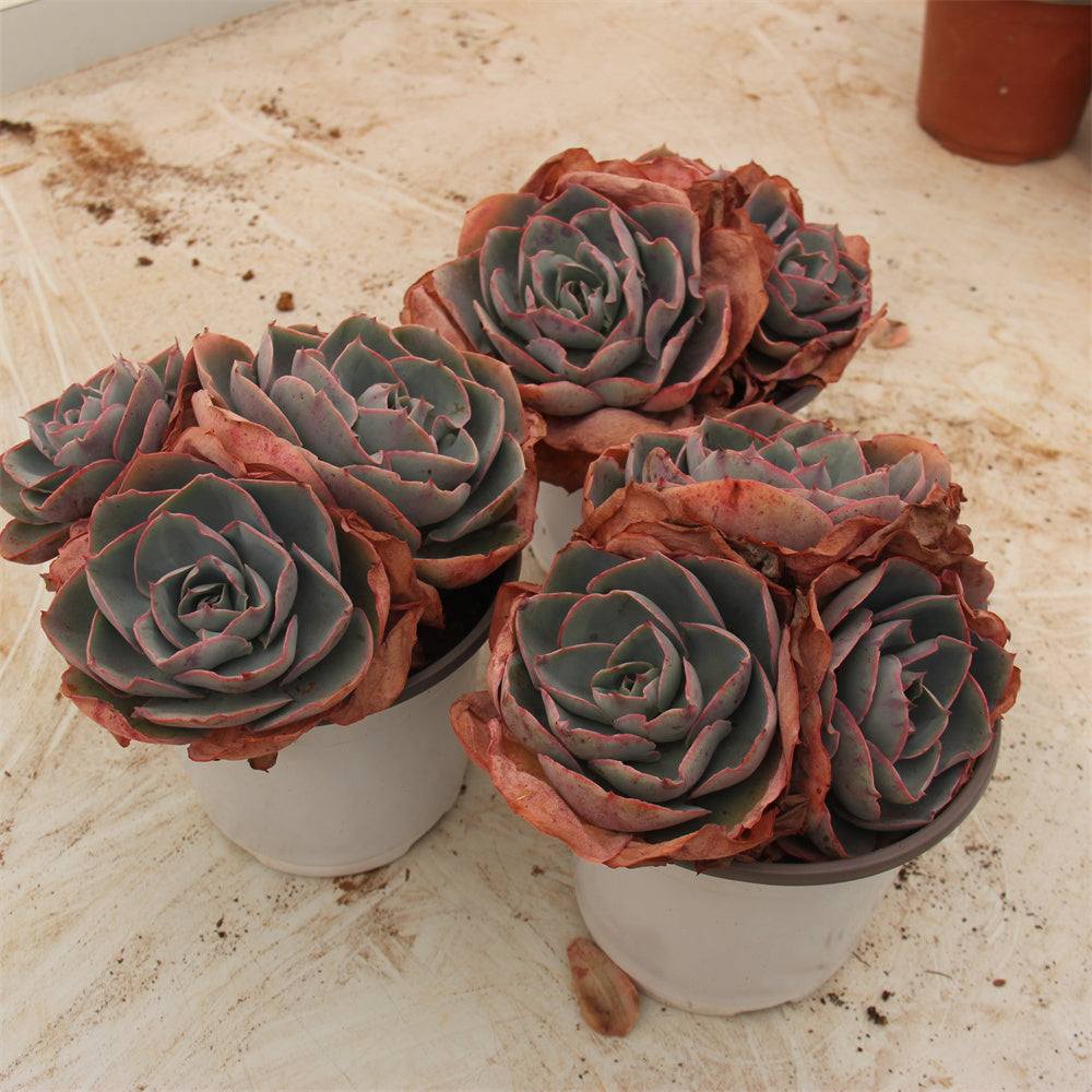 Echeveria 'Da Vinci code' Succulents TaoSucculent