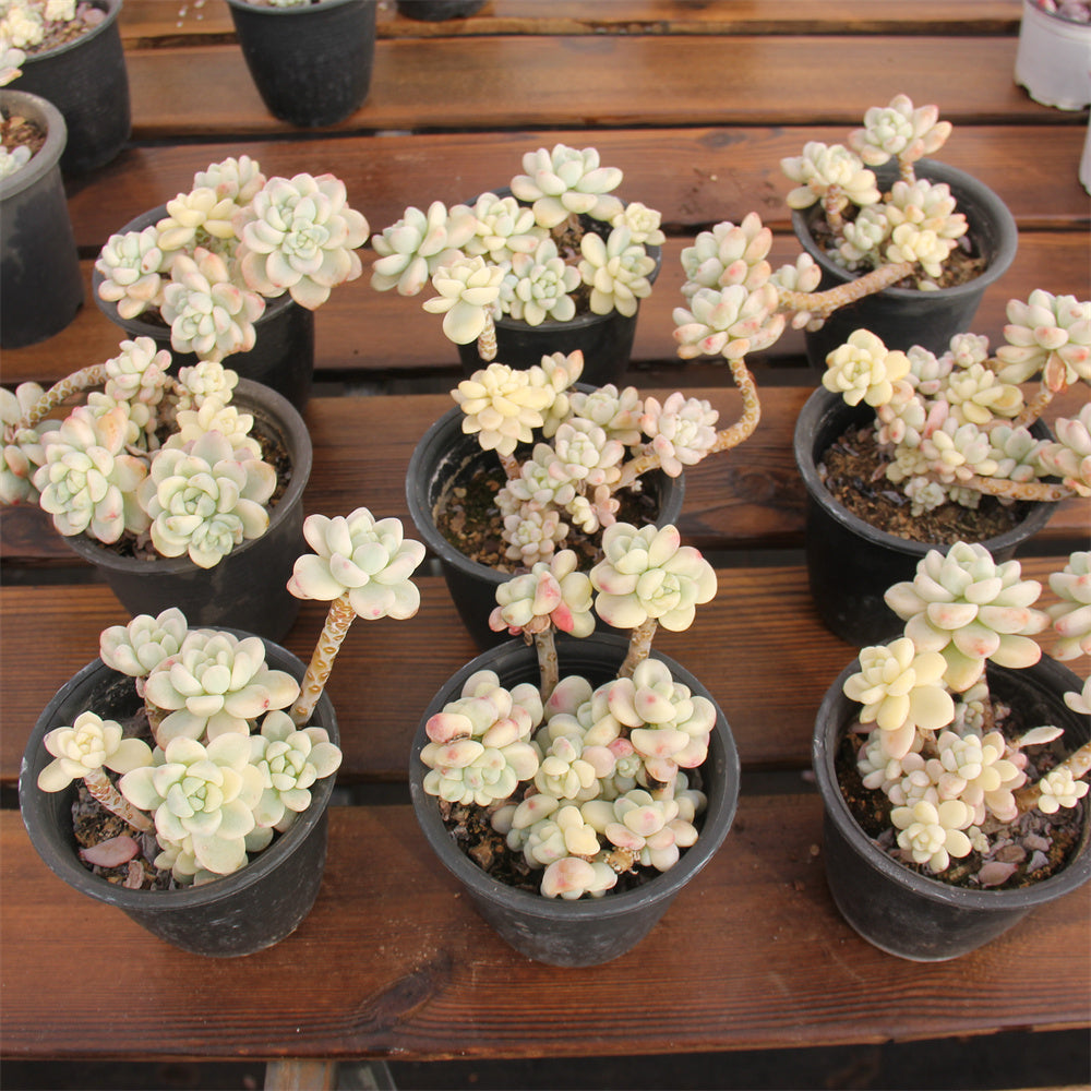 Sedum clavatum variegated Succulents TaoSucculent