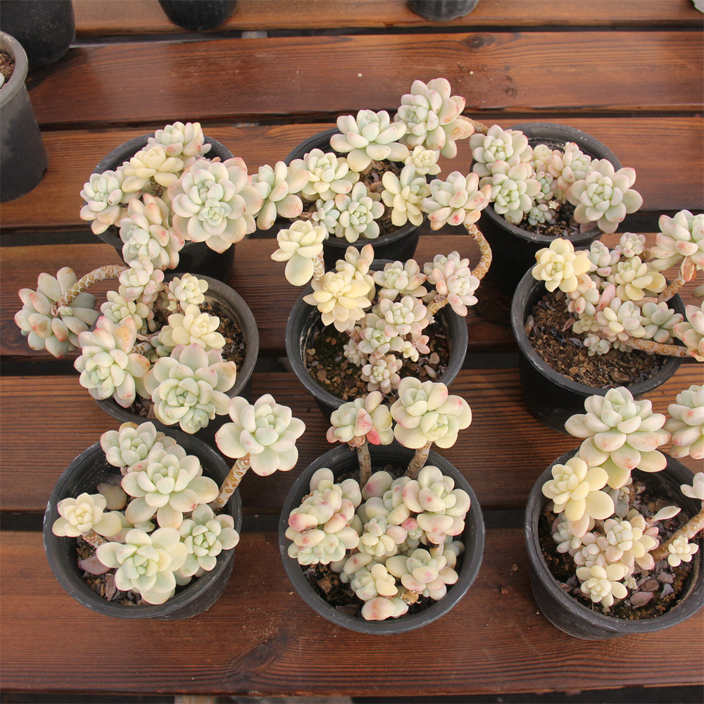 Sedum clavatum variegated Succulents TaoSucculent