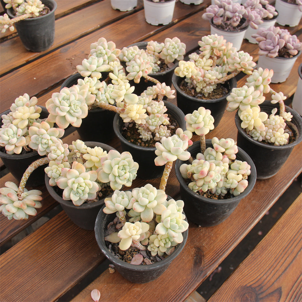 Sedum clavatum variegated Succulents TaoSucculent