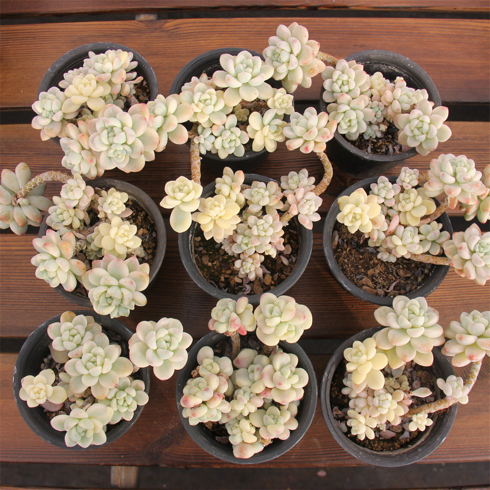 Sedum clavatum variegated Succulents TaoSucculent