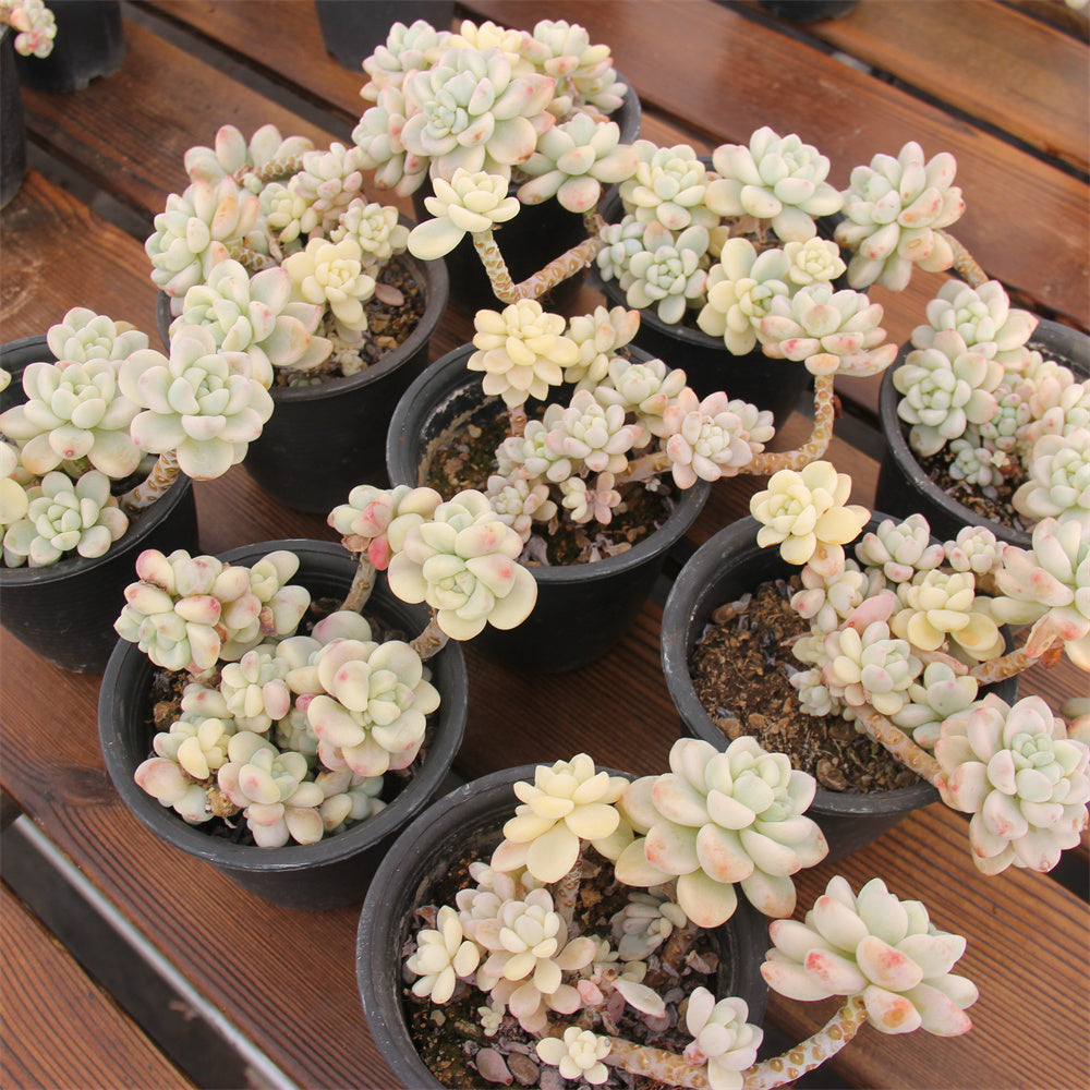 Sedum clavatum variegated Succulents TaoSucculent