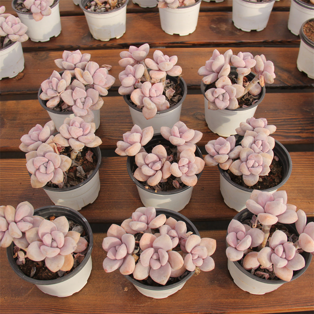 GPachyphytum Peach Frost Succulents TaoSucculent