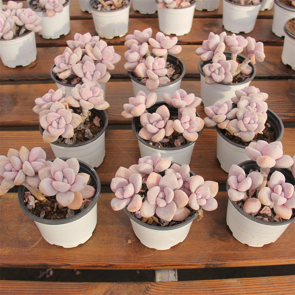 GPachyphytum Peach Frost Succulents TaoSucculent