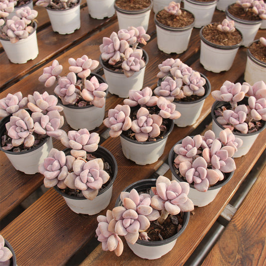 GPachyphytum Peach Frost Succulents TaoSucculent