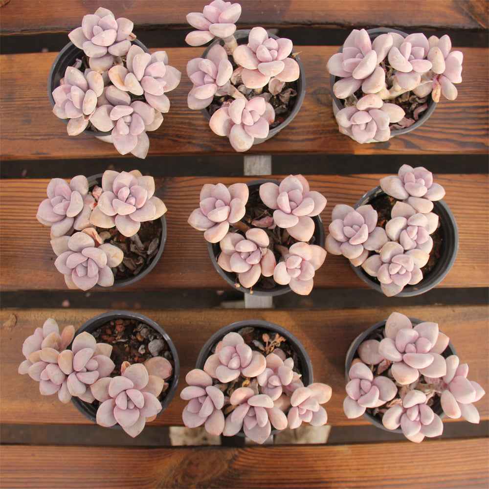 GPachyphytum Peach Frost Succulents TaoSucculent