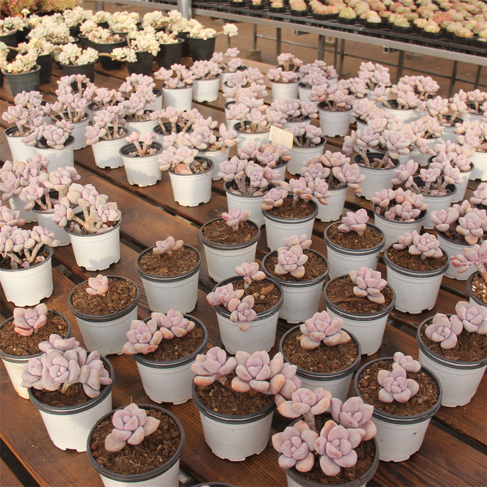 GPachyphytum Peach Frost Succulents TaoSucculent