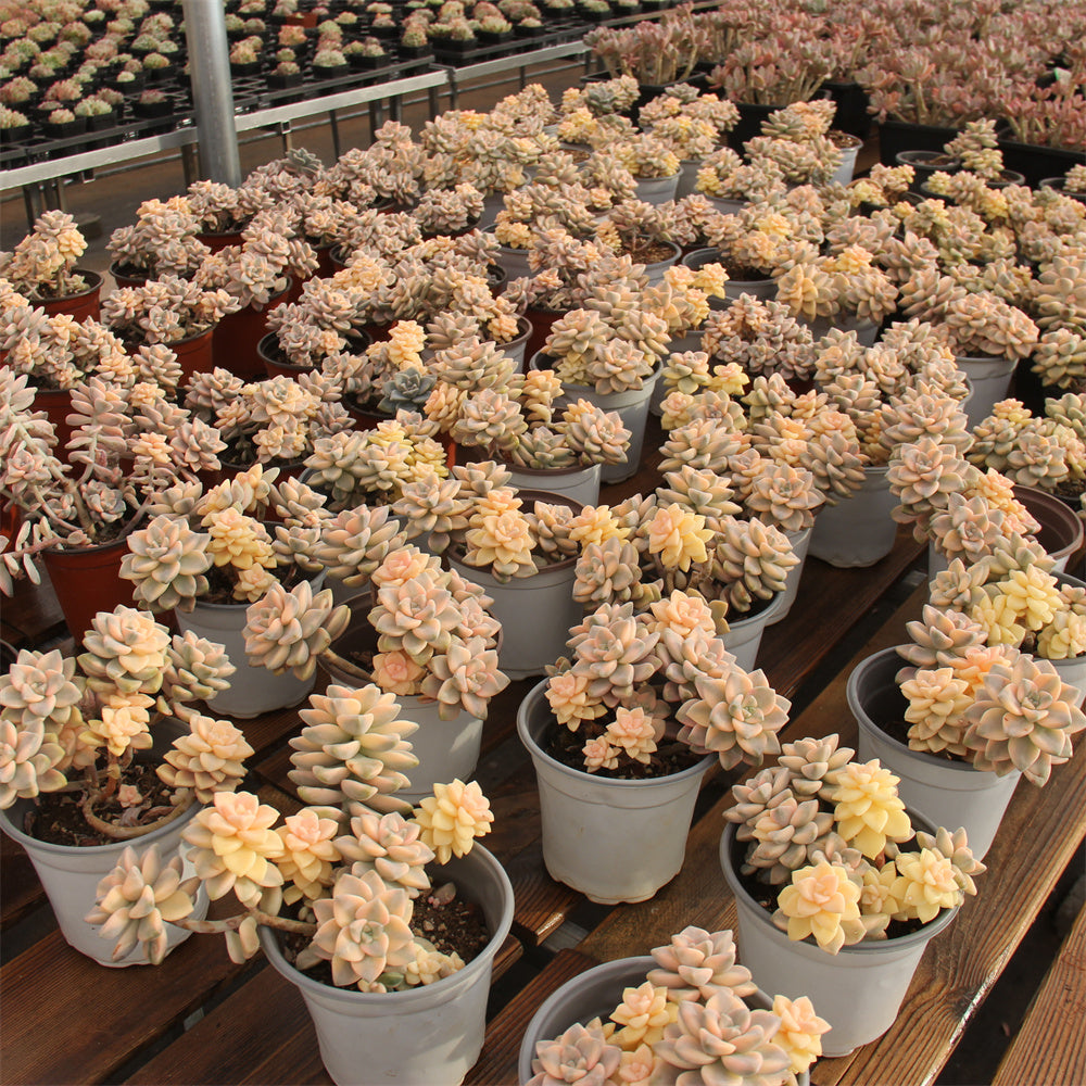 Pachyphytum 'Apricot Beauty' variegated Succulents TaoSucculent