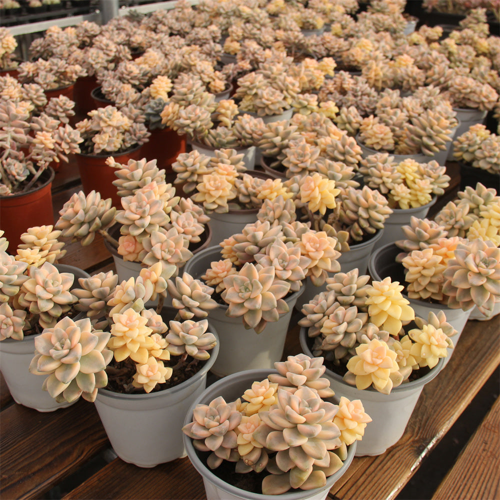 Pachyphytum 'Apricot Beauty' variegated Succulents TaoSucculent