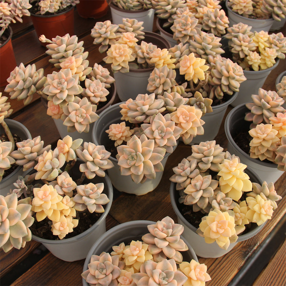 Pachyphytum 'Apricot Beauty' variegated Succulents TaoSucculent