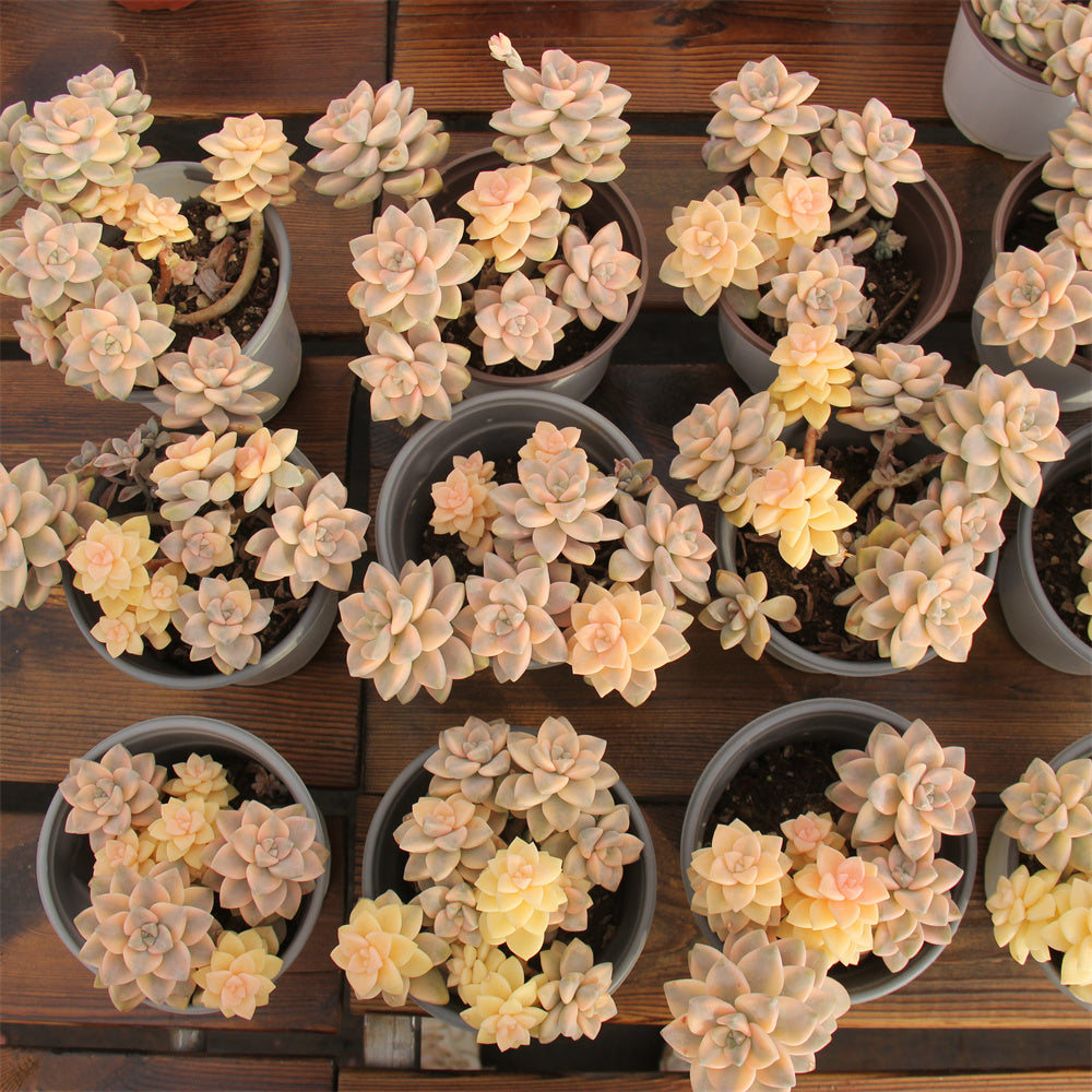 Pachyphytum 'Apricot Beauty' variegated Succulents TaoSucculent