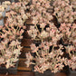 Pachyphytum garciae Succulents TaoSucculent