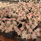 Pachyphytum garciae Succulents TaoSucculent
