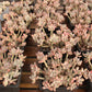 Pachyphytum garciae Succulents TaoSucculent