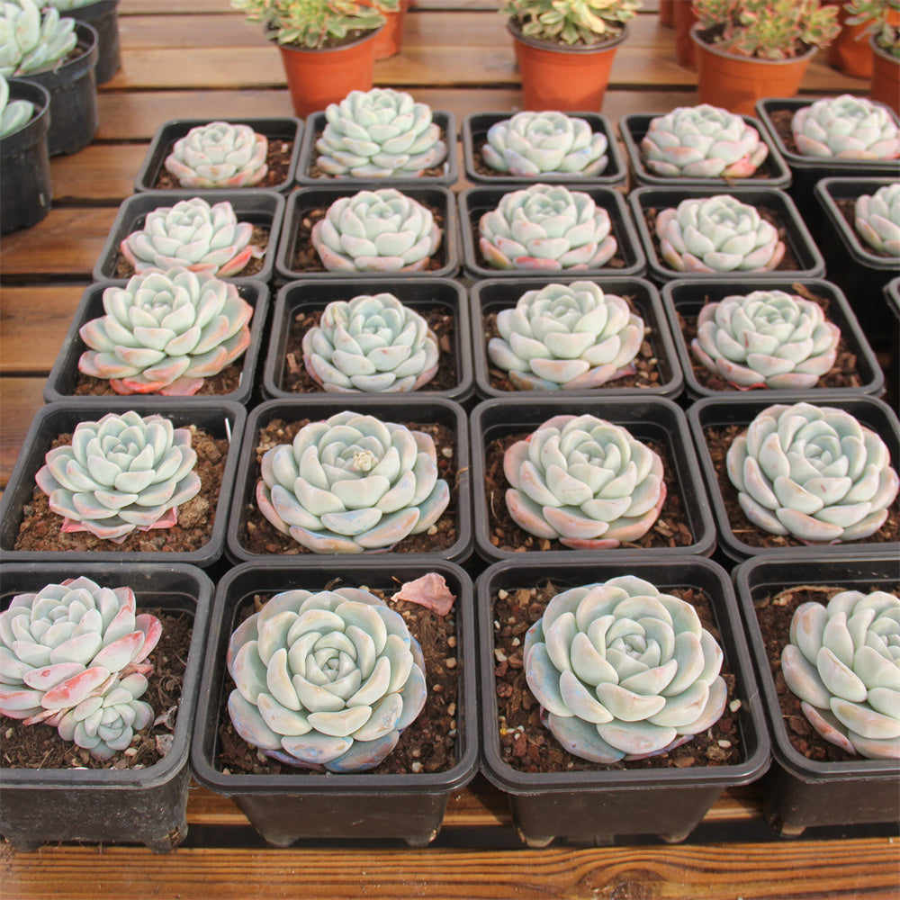 Echeveria ice Green Succulents TaoSucculent