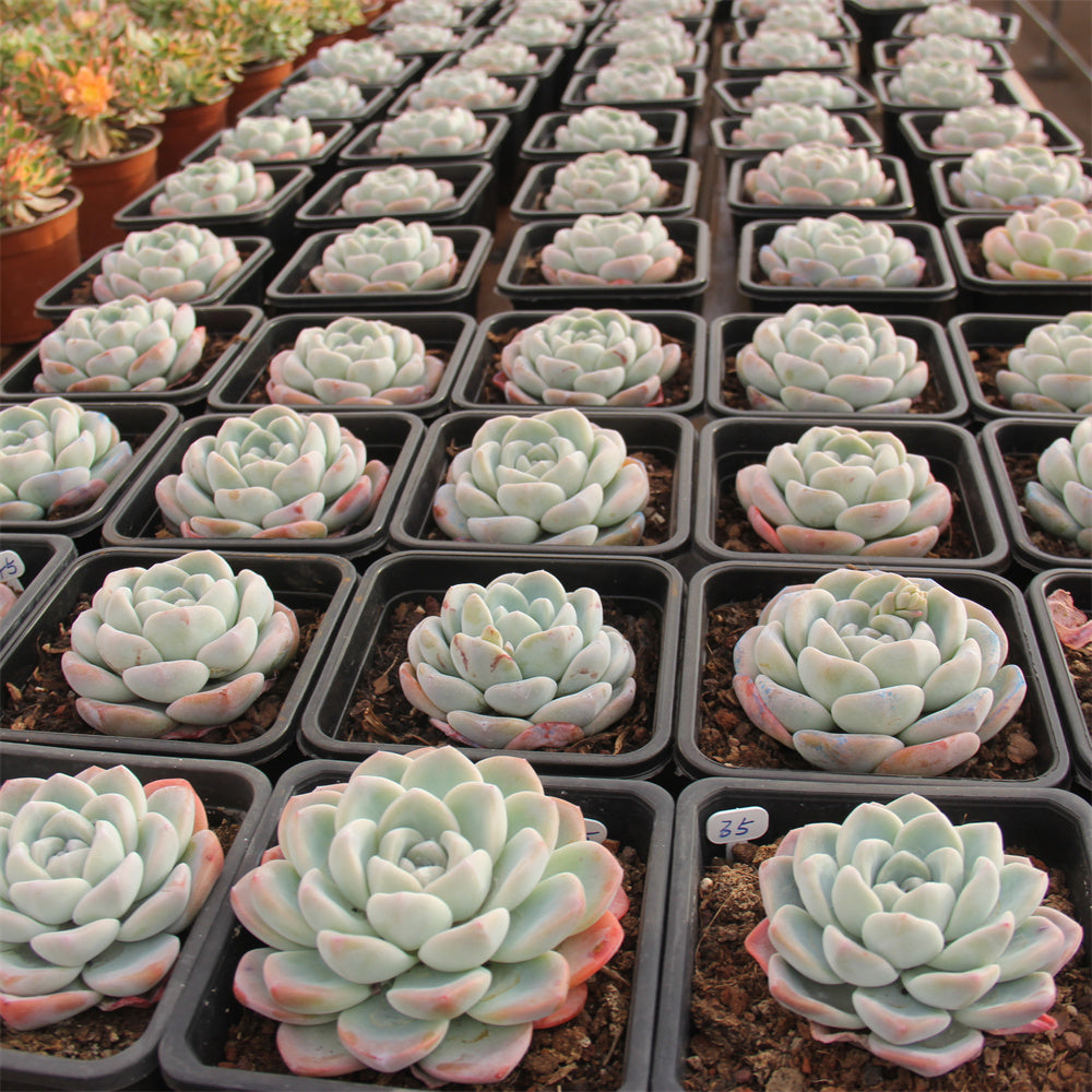 Echeveria ice Green Succulents TaoSucculent