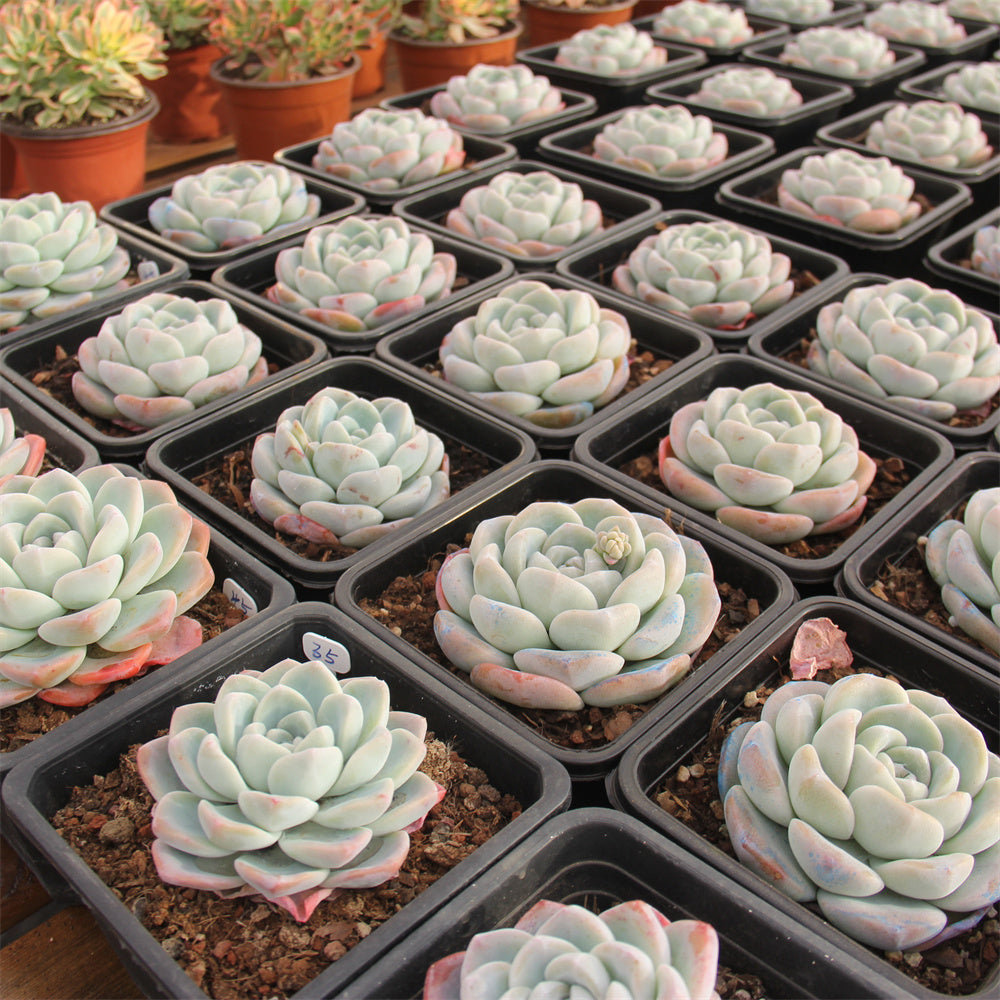 Echeveria ice Green Succulents TaoSucculent