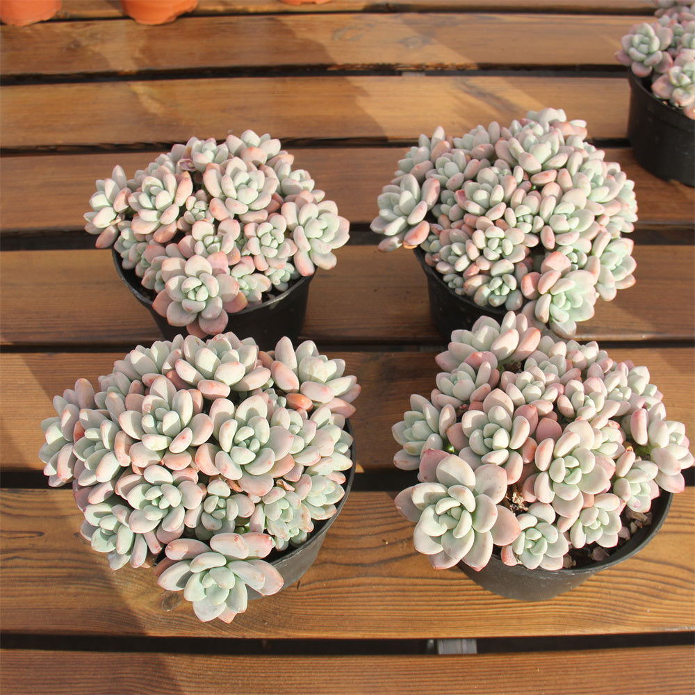 Graptopetalum spp. luoshen Succulents TaoSucculent