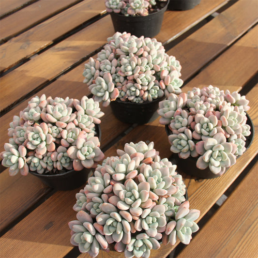 Graptopetalum spp. luoshen Succulents TaoSucculent