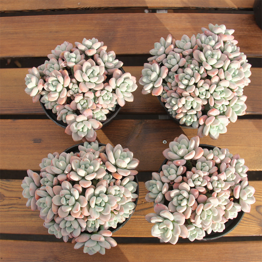 Graptopetalum spp. luoshen Succulents TaoSucculent