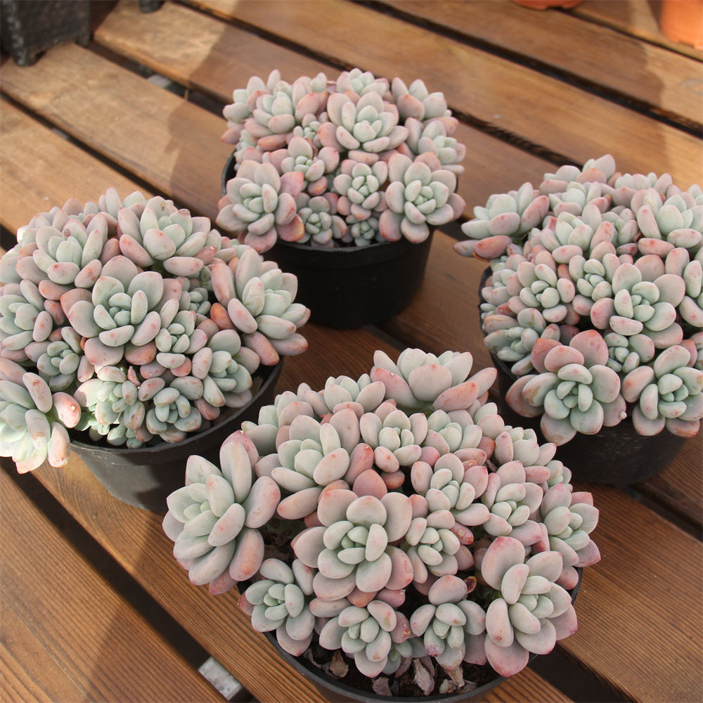 Graptopetalum spp. luoshen Succulents TaoSucculent