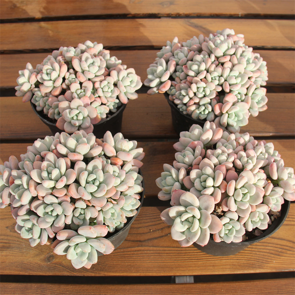 Graptopetalum spp. luoshen Succulents TaoSucculent