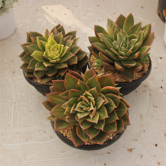 Echeveria Pirate's treasure variegated Succulents TaoSucculent