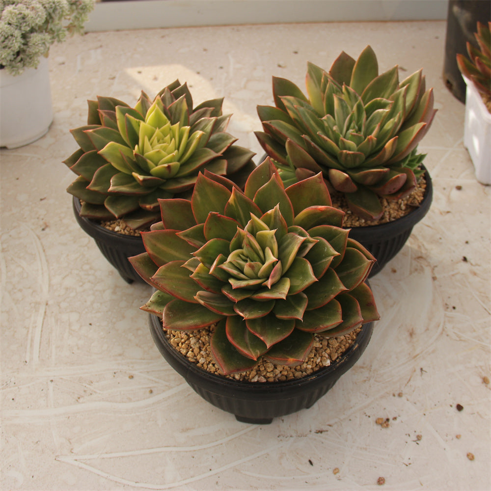 Echeveria Pirate's treasure variegated Succulents TaoSucculent