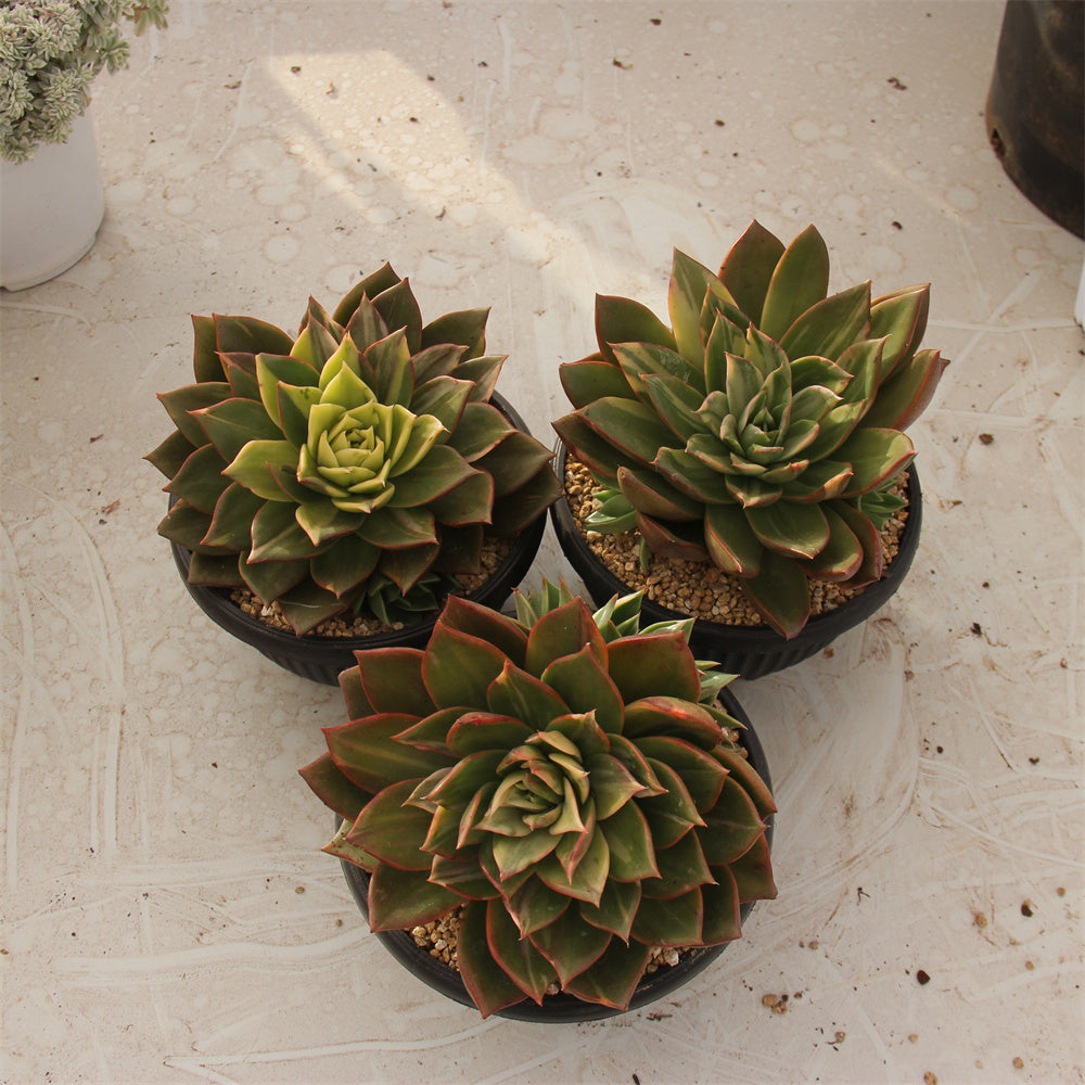 Echeveria Pirate's treasure variegated Succulents TaoSucculent