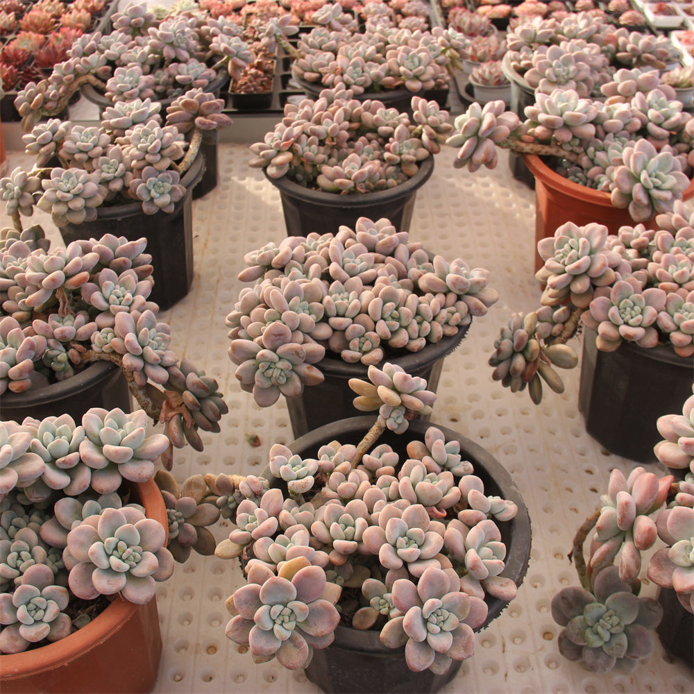 Graptopetalum spp.red muil Succulents TaoSucculent