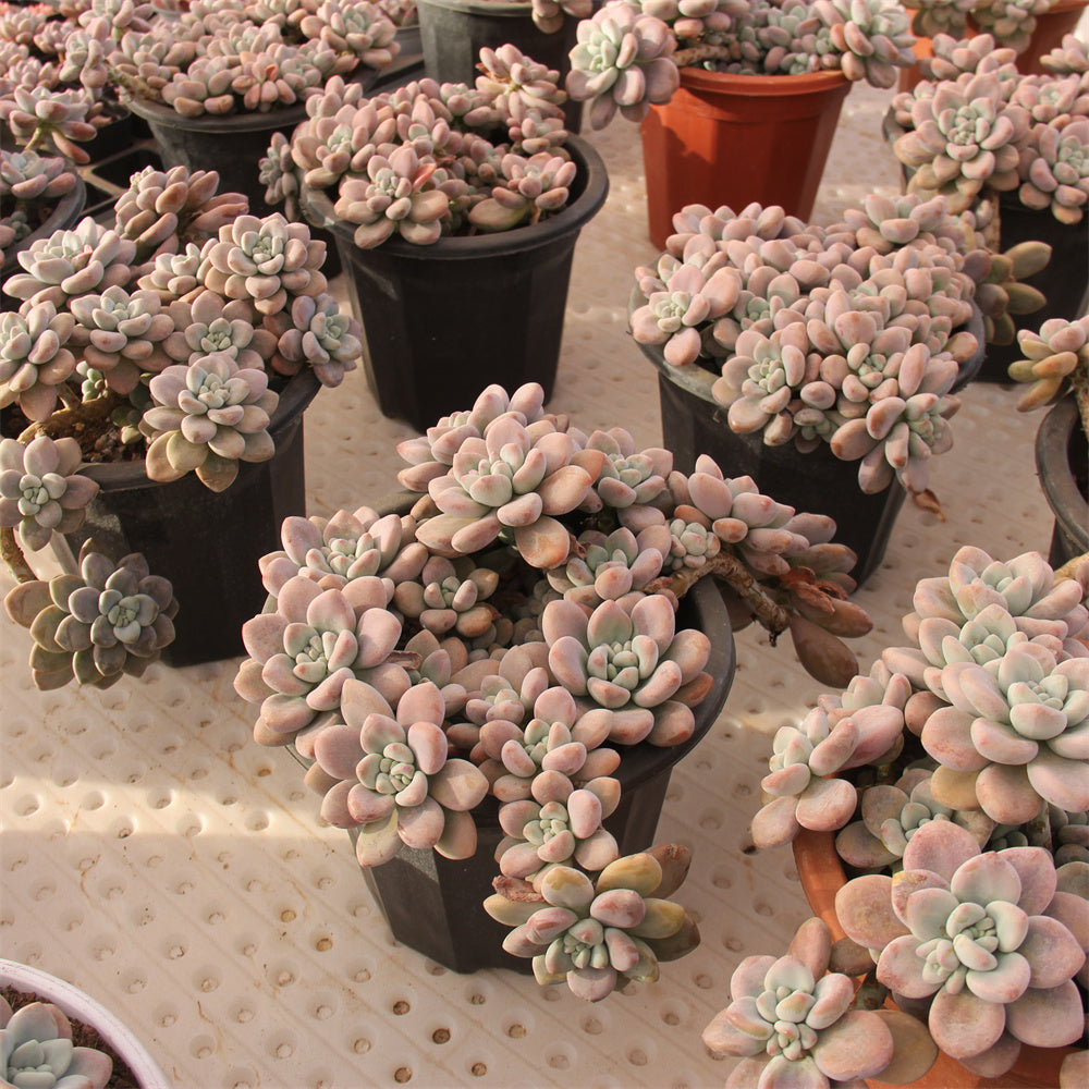 Graptopetalum spp.red muil Succulents TaoSucculent