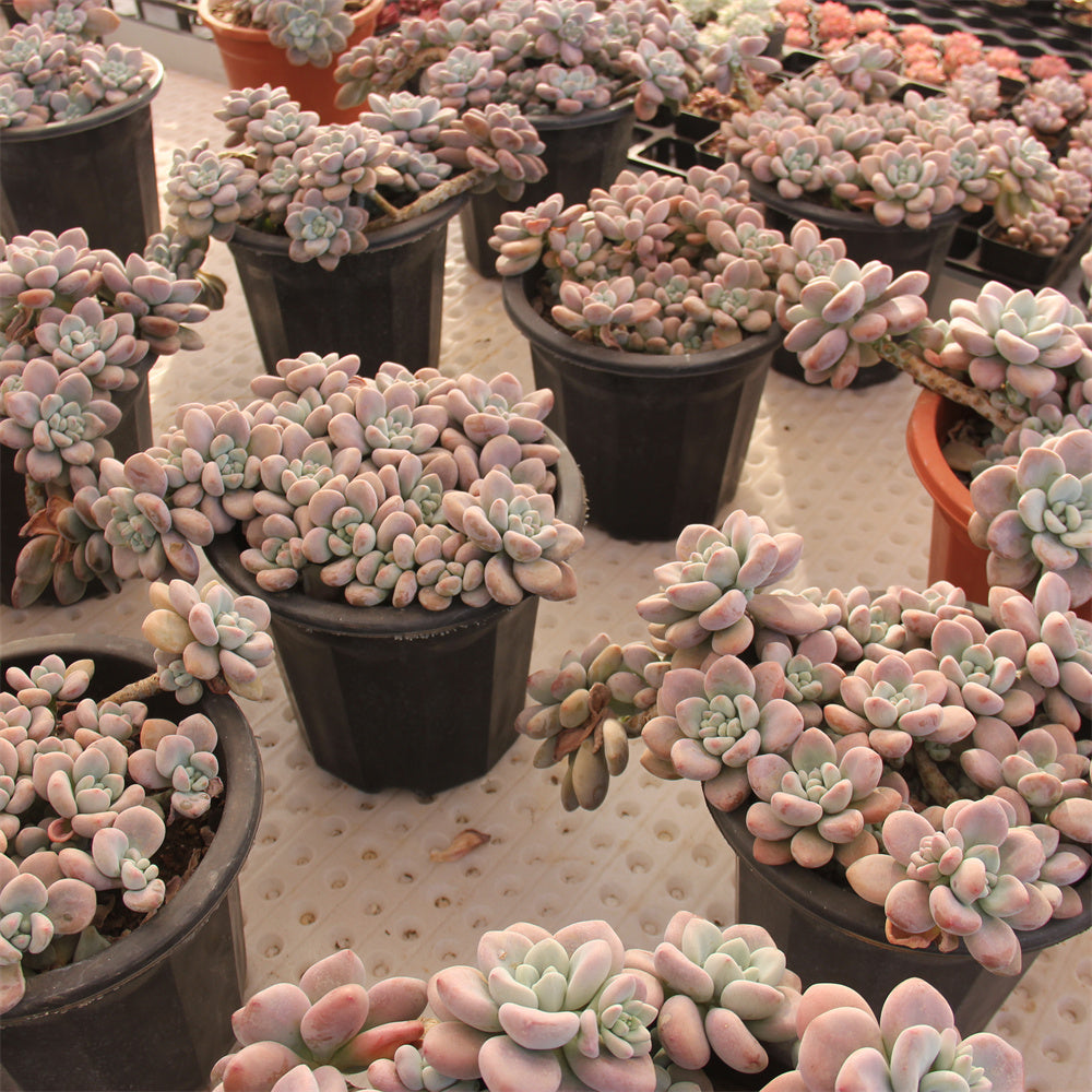 Graptopetalum spp.red muil Succulents TaoSucculent