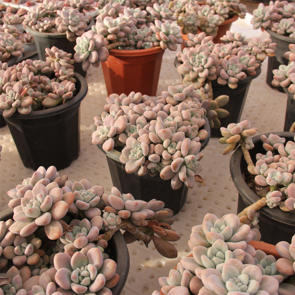 Graptopetalum spp.red muil Succulents TaoSucculent