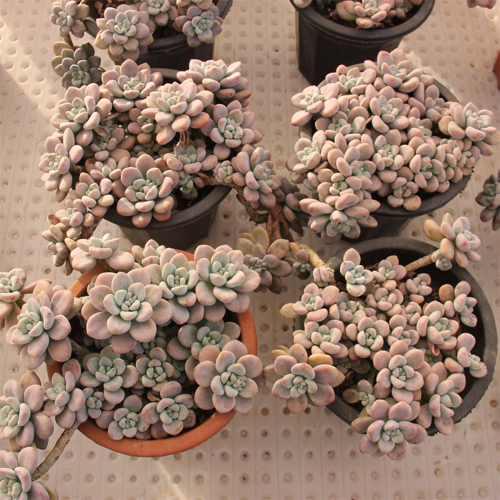 Graptopetalum spp.red muil Succulents TaoSucculent