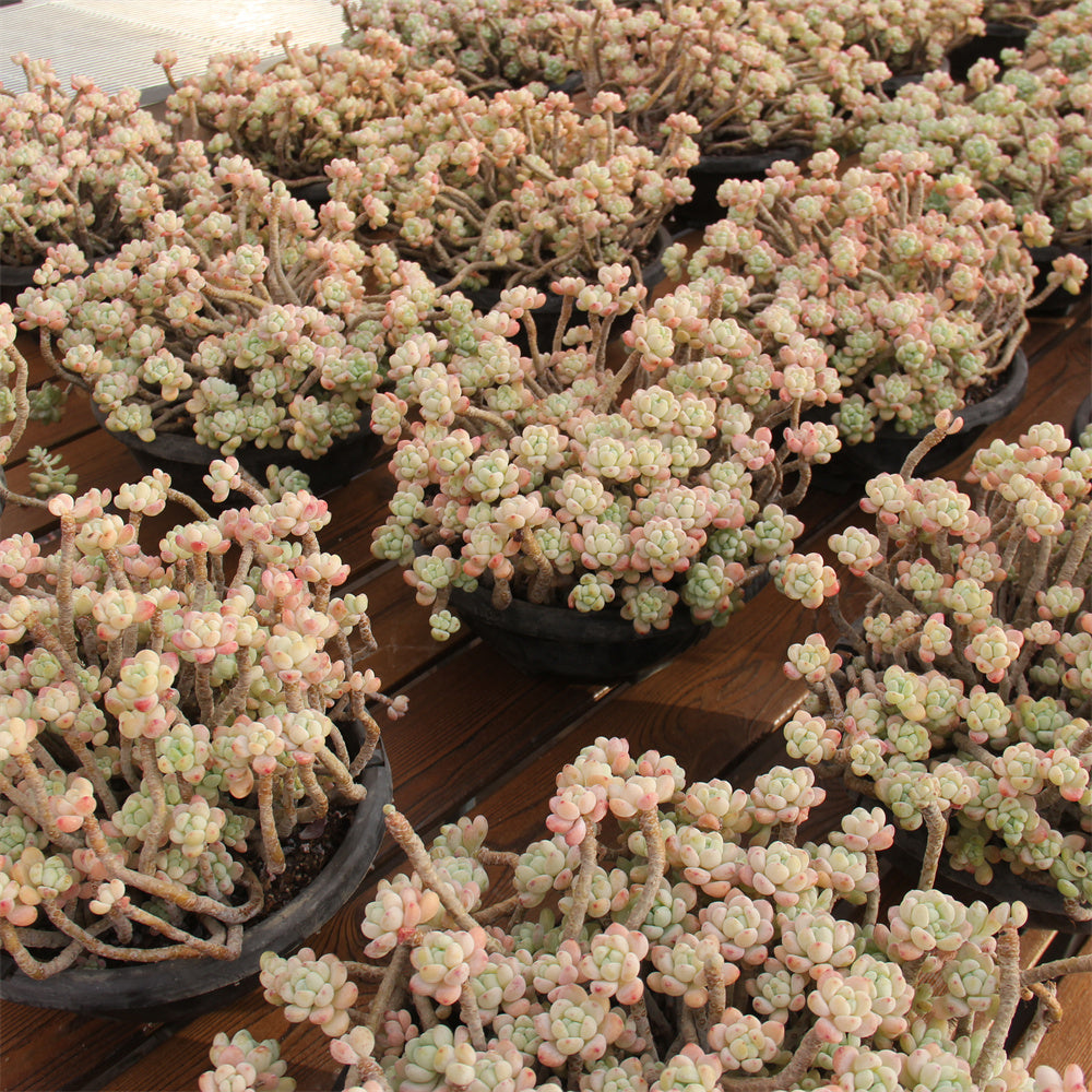 Sedum clavatum Succulents TaoSucculent