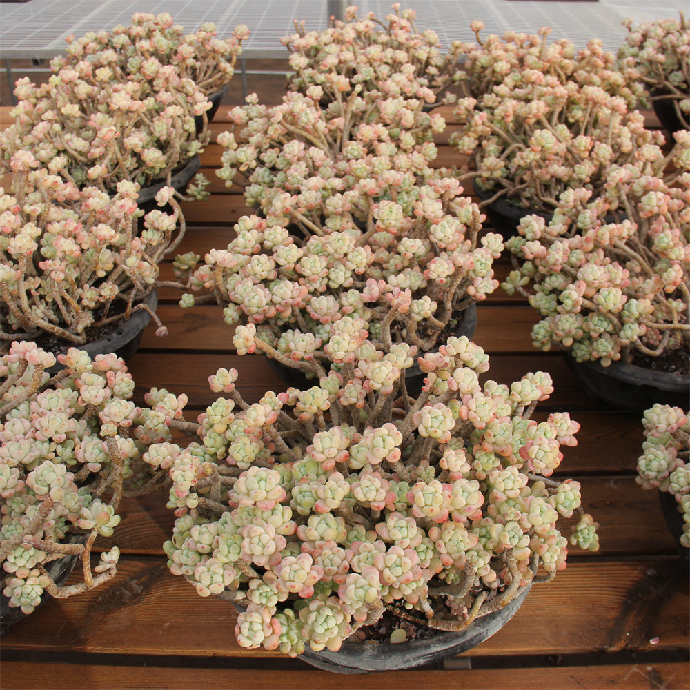 Sedum clavatum Succulents TaoSucculent