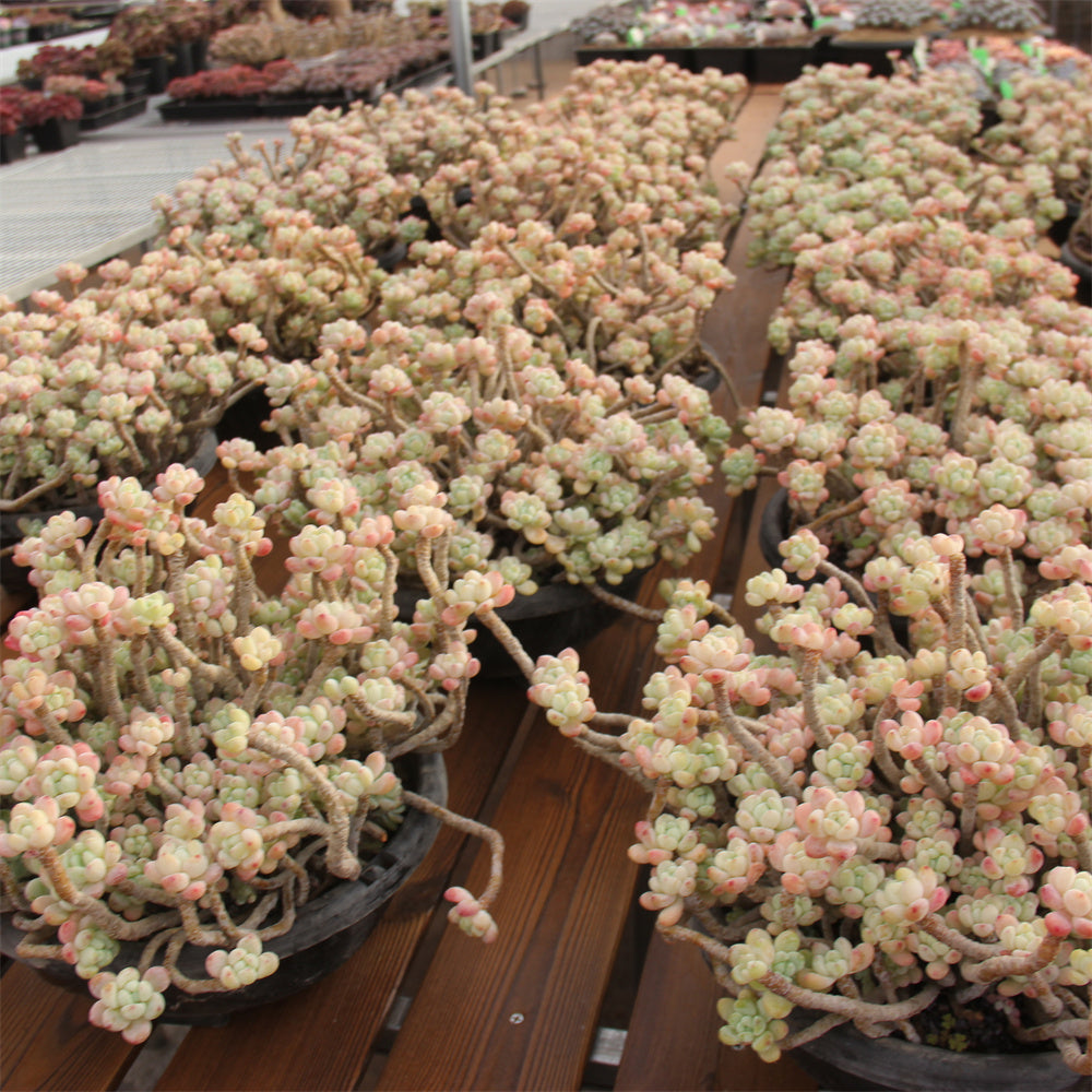 Sedum clavatum Succulents TaoSucculent